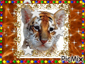 bébé tigre - GIF animado gratis