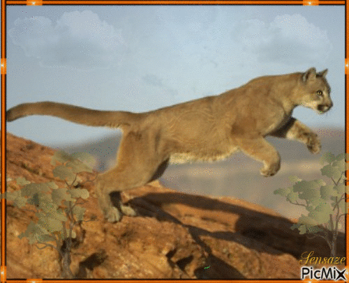 Puma jumping - Free animated GIF - PicMix