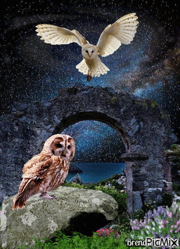owl - Darmowy animowany GIF