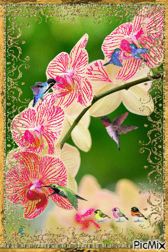 L'orchidée et les colibris - Gratis animerad GIF