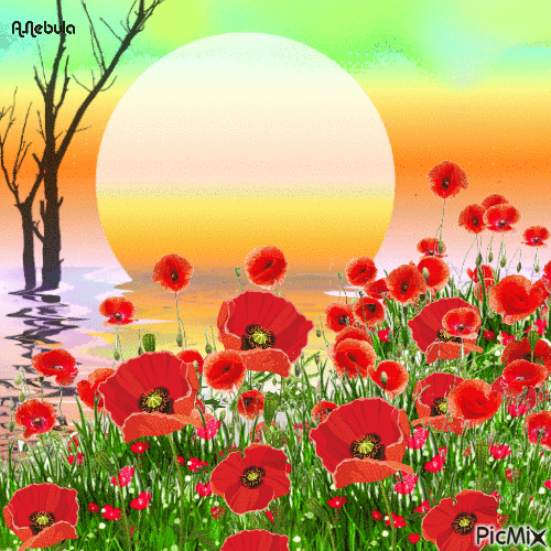 Sunset/Poppy/Contest - Gratis animeret GIF
