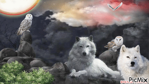 OWL WOLF FANTASY 7 - Bezmaksas animēts GIF