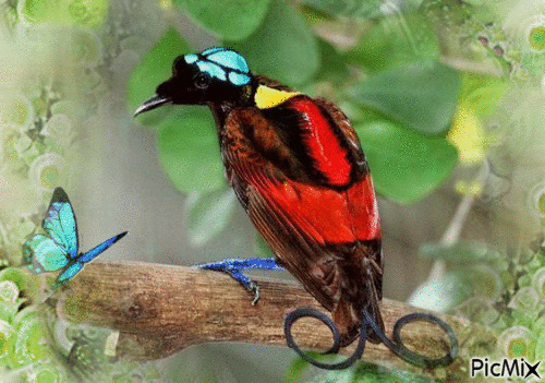 Oiseau de Wilson du paradis - Bezmaksas animēts GIF