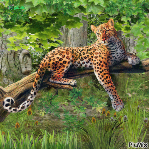 Jaguar Jungle - Free animated GIF