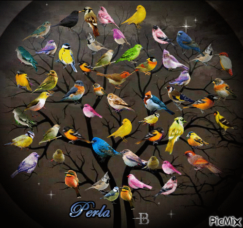 birds - GIF animé gratuit