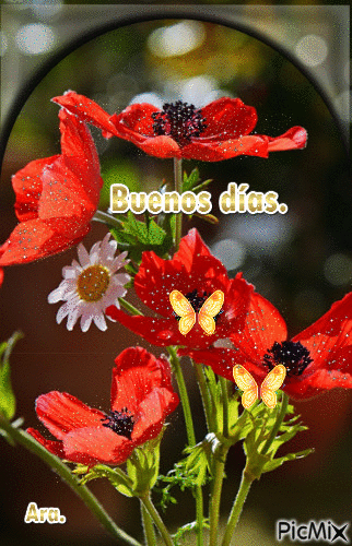 Flores rojas. - Zdarma animovaný GIF