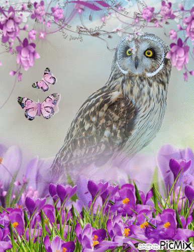 OWL SPRING 5 - 無料のアニメーション GIF