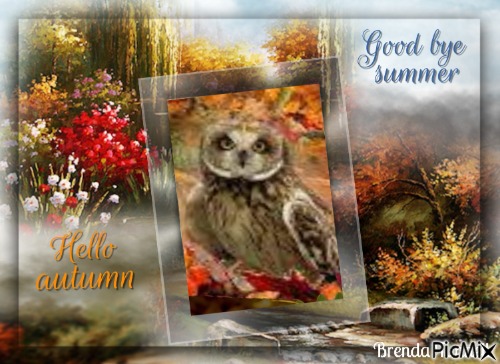 autumn owl - zdarma png