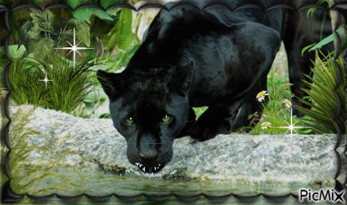 Panther - Δωρεάν κινούμενο GIF