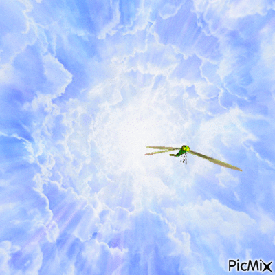 dragonfly - Bezmaksas animēts GIF
