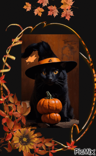 Halloween Cat - Безплатен анимиран GIF
