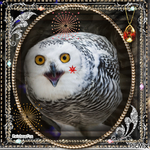 Owl glitter - GIF animado grátis