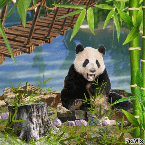 Panda - Ingyenes animált GIF
