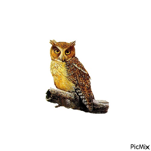 owl - 無料png