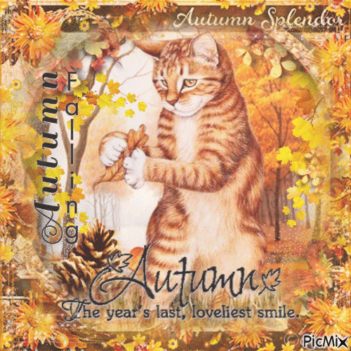Autumn cat - Gratis animeret GIF