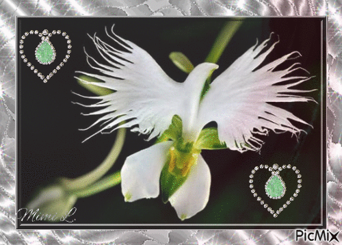 orchidée colombe - Δωρεάν κινούμενο GIF