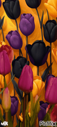 Tulipanes - GIF animé gratuit