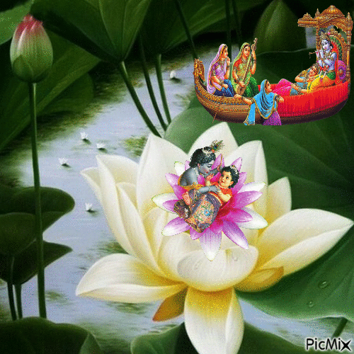 Fleur de lotus - GIF animé gratuit