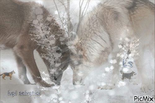 lupi a cuore - GIF animado gratis