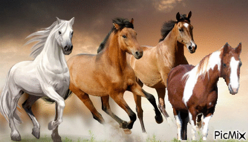 cabalo - GIF animado grátis
