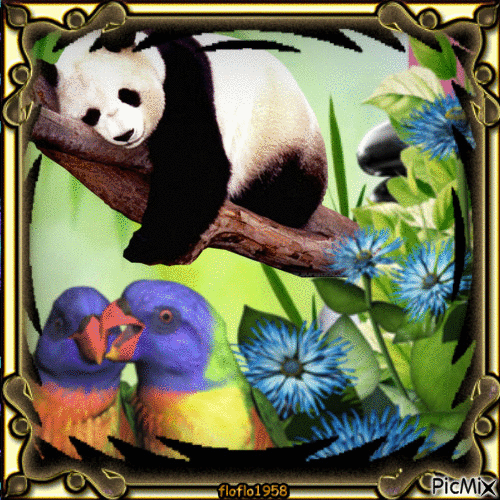 cool panda. - Zdarma animovaný GIF