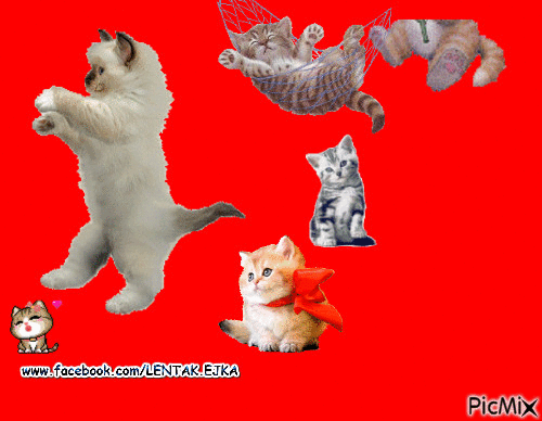 Mačky - GIF animado gratis