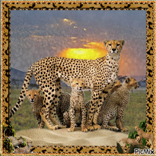 Animal Motherhood-Cheetah - GIF animado gratis