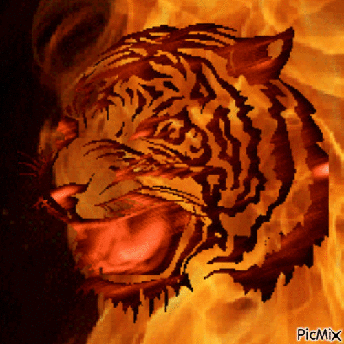 tűztigris - Безплатен анимиран GIF