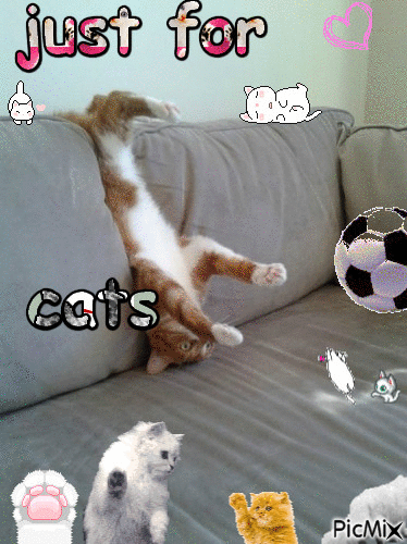 just for cats - Gratis geanimeerde GIF