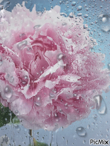 Rosa mojada - GIF animate gratis