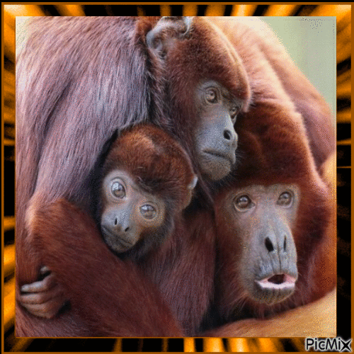 Father Monkey with Family - Free animated GIF