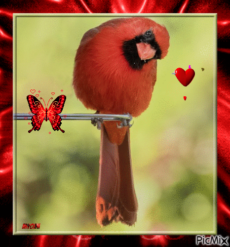 Cardinal - GIF animado grátis