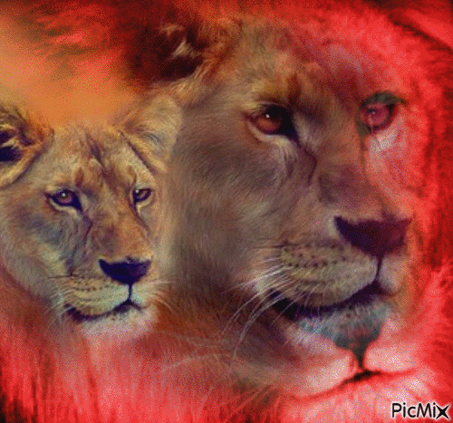 lion - Bezmaksas animēts GIF