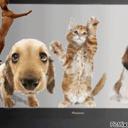 Les chiens - GIF animado gratis