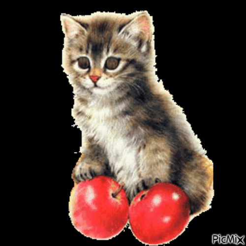 Kitten - Bezmaksas animēts GIF