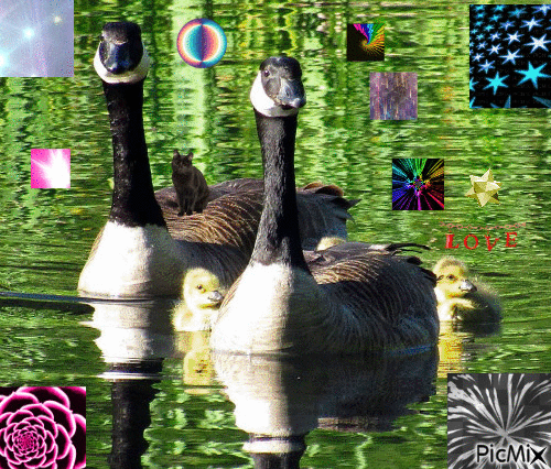 Goose afternoon! - Безплатен анимиран GIF