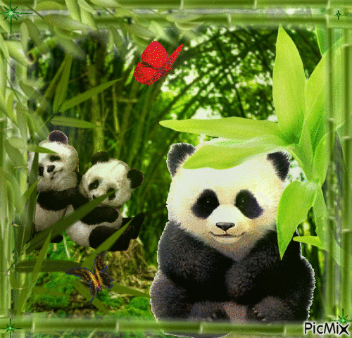 Panda - GIF เคลื่อนไหวฟรี