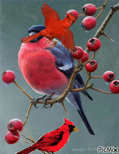 Pájaros rojos - Gratis geanimeerde GIF