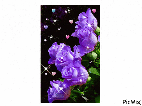 rosa viola - Free animated GIF