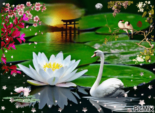 Water lily - Free animated GIF