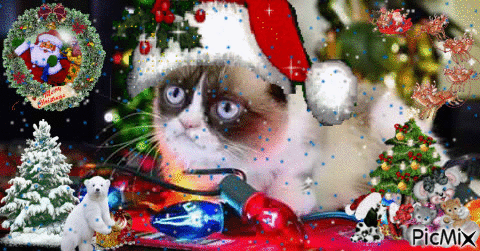 grumpy cat - GIF animado gratis
