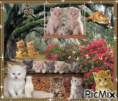 cats - GIF animado grátis