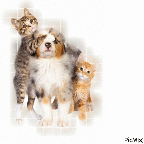 ébauche chien et chats - Gratis geanimeerde GIF