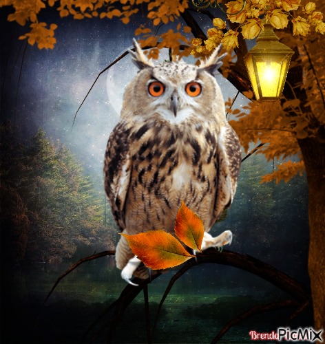 OWL - png gratis