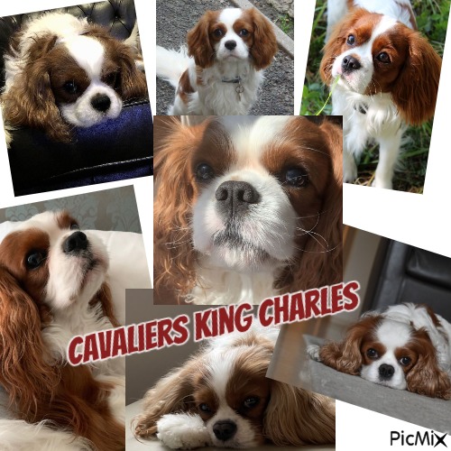 Cavaliers King Charles - darmowe png