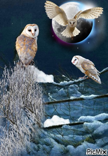 winter owl - ilmainen png