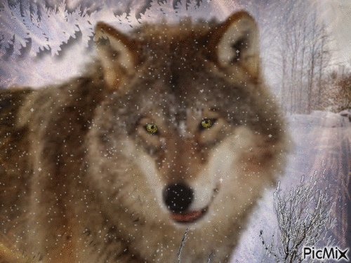 Amazing Wolf - Animovaný GIF zadarmo