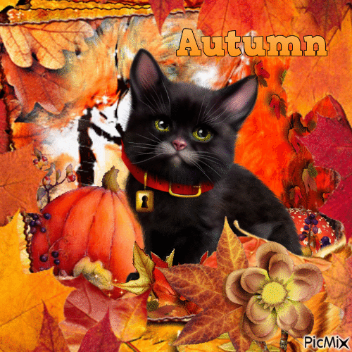 Chat noir en automne..concours - Free animated GIF