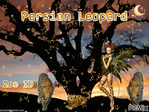 Persian Leopard - GIF animate gratis