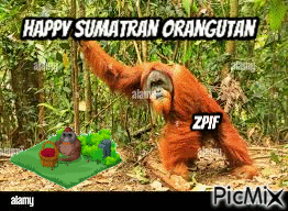 Happy Sumatran Orangutran - Gratis animerad GIF